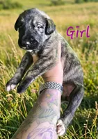 Female 2, a female Irish Wolfhound for sale in Omaha, AR – 1 of 1
