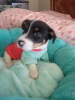 Bandit, a male Jack Russell Terrier for sale in Plainfield, NJ – 2 of 10