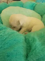 Tanya Snow, a female Jack Russell Terrier for sale in Plainfield, NJ – 2 of 4