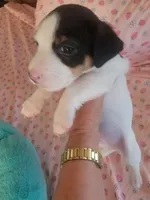 Bandit, a male Jack Russell Terrier for sale in Plainfield, NJ – 4 of 10