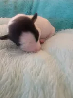 Pirate, a male Jack Russell Terrier for sale in Plainfield, NJ – 4 of 7