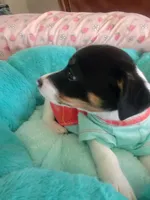 Bandit, a male Jack Russell Terrier for sale in Plainfield, NJ – 9 of 10