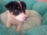 Bandit, a male Jack Russell Terrier for sale in Plainfield, NJ – 5 of 10