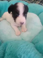 Bandit, a male Jack Russell Terrier for sale in Plainfield, NJ – 5 of 5