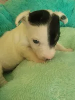 Glory, a female Jack Russell Terrier for sale in Plainfield, NJ – 3 of 6