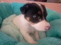Bandit, a male Jack Russell Terrier for sale in Plainfield, NJ – 7 of 10