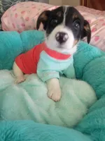 Bandit, a male Jack Russell Terrier for sale in Plainfield, NJ – 8 of 10