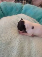 Pirate, a male Jack Russell Terrier for sale in Plainfield, NJ – 7 of 7