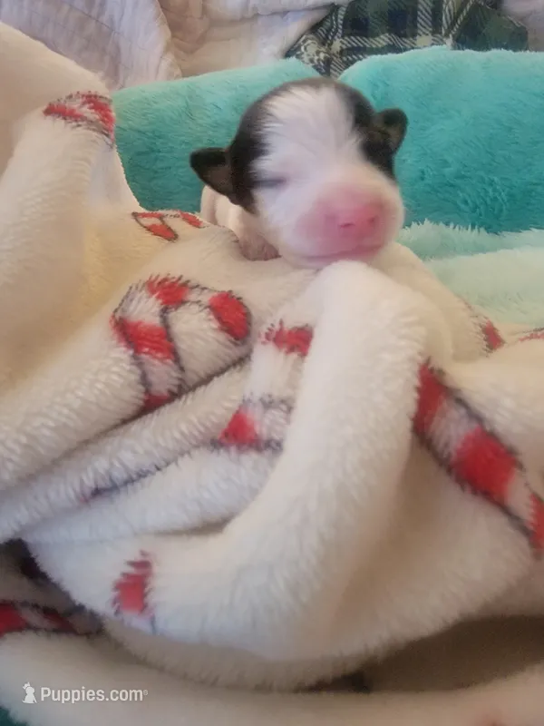 Pirate – Jack Russell Terrier puppy for sale in Plainfield, NJ