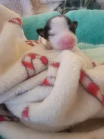 Pirate, a male Jack Russell Terrier for sale in Plainfield, NJ – 1 of 7