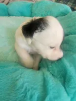 Glory, a female Jack Russell Terrier for sale in Plainfield, NJ – 4 of 6
