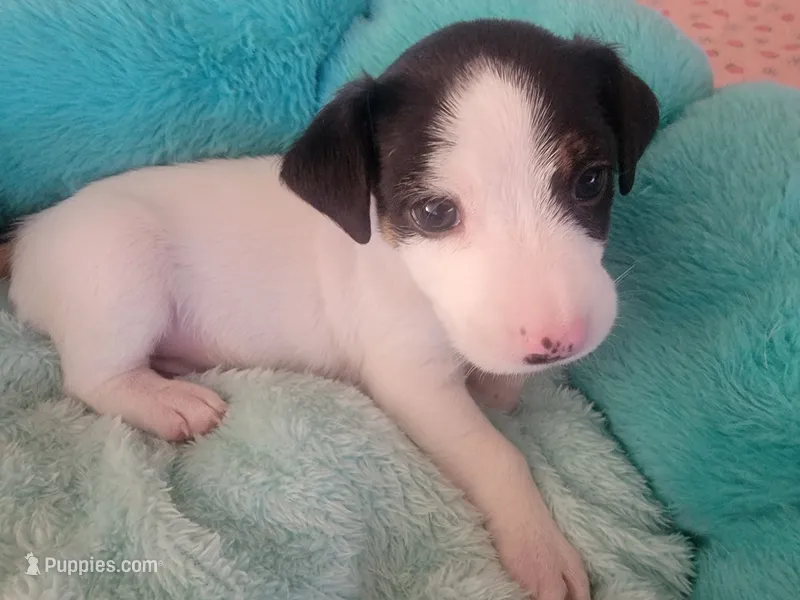 Patrick – Jack Russell Terrier puppy for sale in Plainfield, NJ