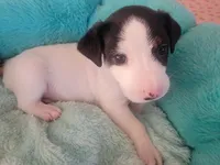 Patrick, a male Jack Russell Terrier for sale in Plainfield, NJ – 1 of 9