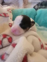 Pirate, a male Jack Russell Terrier for sale in Plainfield, NJ – 2 of 7