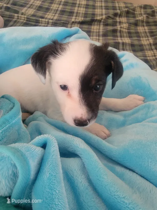 Pirate – Jack Russell Terrier puppy for sale in Plainfield, NJ