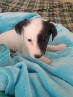 Pirate, a male Jack Russell Terrier for sale in Plainfield, NJ – 1 of 2