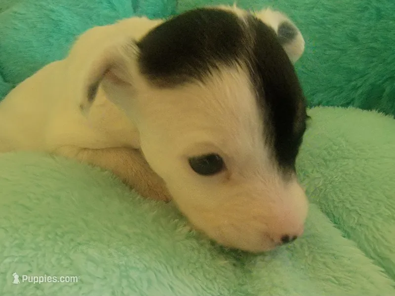 Glory – Jack Russell Terrier puppy for sale in Plainfield, NJ