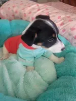 Bandit, a male Jack Russell Terrier for sale in Plainfield, NJ – 6 of 10