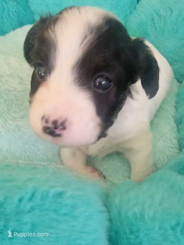 Bandit – Jack Russell Terrier puppy for sale in Plainfield, NJ