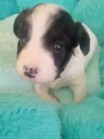 Bandit, a male Jack Russell Terrier for sale in Plainfield, NJ – 1 of 5