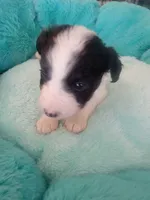 Bandit, a male Jack Russell Terrier for sale in Plainfield, NJ – 4 of 5