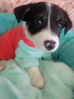 Bandit, a male Jack Russell Terrier for sale in Plainfield, NJ – 1 of 10