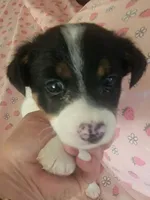 Bandit, a male Jack Russell Terrier for sale in Plainfield, NJ – 3 of 10