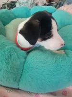 Patrick, a male Jack Russell Terrier for sale in Plainfield, NJ – 4 of 9