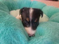 Bandit, a male Jack Russell Terrier for sale in Plainfield, NJ – 10 of 10