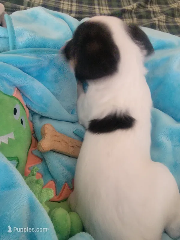 Snoopy – Jack Russell Terrier puppy for sale in Plainfield, NJ