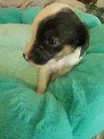 Glory, a female Jack Russell Terrier for sale in Plainfield, NJ – 5 of 6