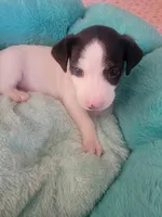 Patrick, a male Jack Russell Terrier for sale in Plainfield, NJ – 3 of 9