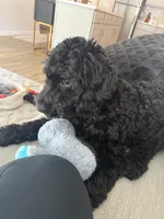 Milo, a male Cavapoo and Poodle - Standard  for sale in Blaine, MN – Photo 3 of 4