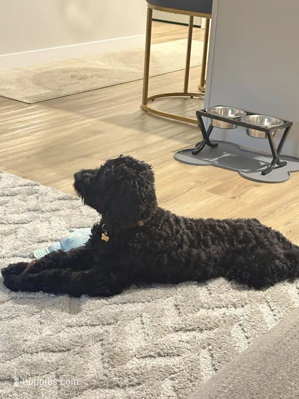 Milo – Cavapoo, Poodle - Standard  puppy for sale in Blaine, MN