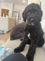 Milo, a male Cavapoo and Poodle - Standard  for sale in Blaine, MN – Photo 2 of 4