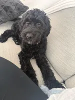 Milo, a male Cavapoo and Poodle - Standard  for sale in Blaine, MN – Photo 4 of 4