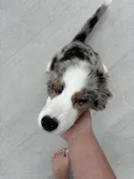 Oakley, a female Australian Shepherd for sale in Summerville, SC – 5 of 9