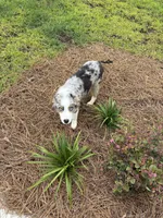 Oakley, a female Australian Shepherd for sale in Summerville, SC – 9 of 9