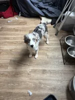 Oakley, a female Australian Shepherd for sale in Summerville, SC – 3 of 9