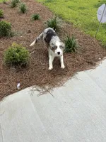 Oakley, a female Australian Shepherd for sale in Summerville, SC – 6 of 9