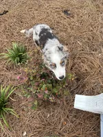 Oakley, a female Australian Shepherd for sale in Summerville, SC – 4 of 9