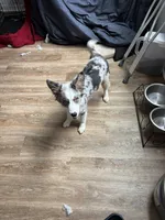 Oakley, a female Australian Shepherd for sale in Summerville, SC – 8 of 9