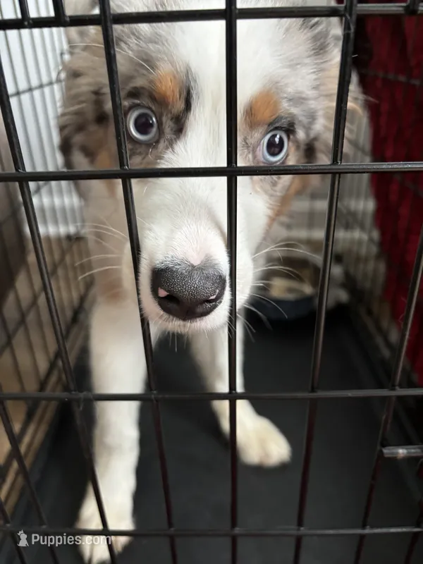 Oakley – Australian Shepherd puppy for sale in Summerville, SC