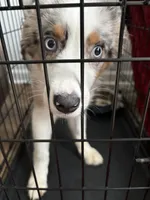 Oakley, a female Australian Shepherd for sale in Summerville, SC – 1 of 9