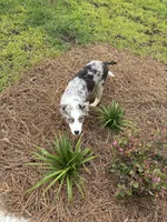 Oakley, a female Australian Shepherd for sale in Summerville, SC – 7 of 9