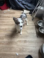 Oakley, a female Australian Shepherd for sale in Summerville, SC – 2 of 9