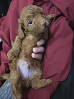 Copper, a male Poodle - Miniature  for sale in West Palm Beach, FL – 5 of 5