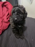 Rye, a male Poodle - Miniature  for sale in West Palm Beach, FL – 4 of 9