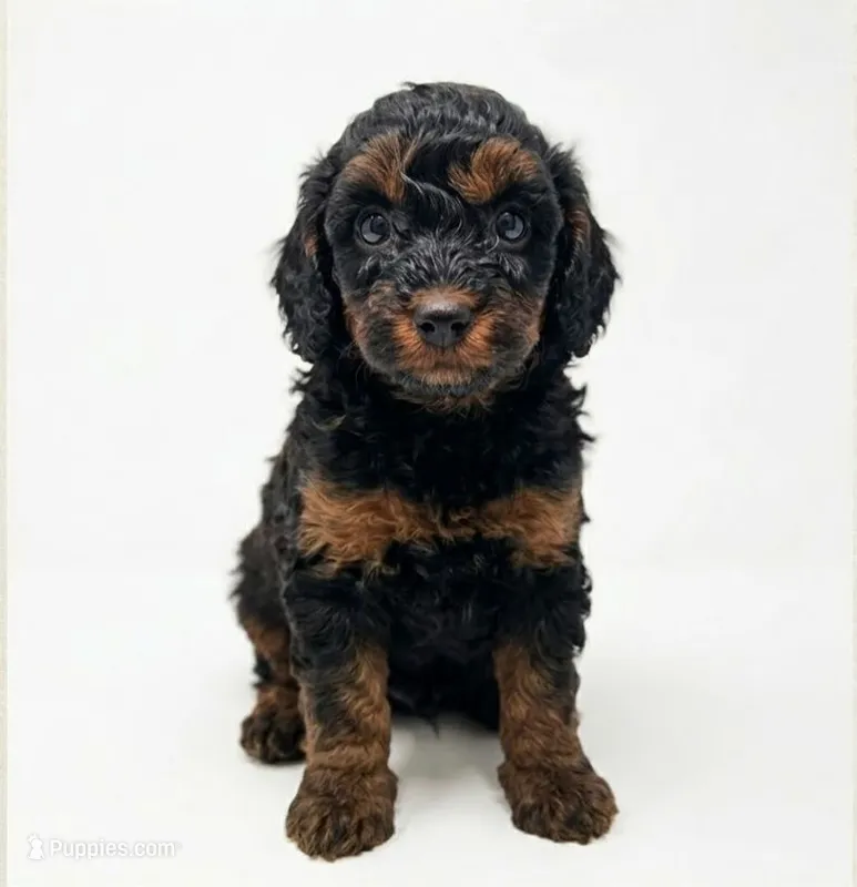 Delta – Poodle - Miniature  puppy for sale in West Palm Beach, FL