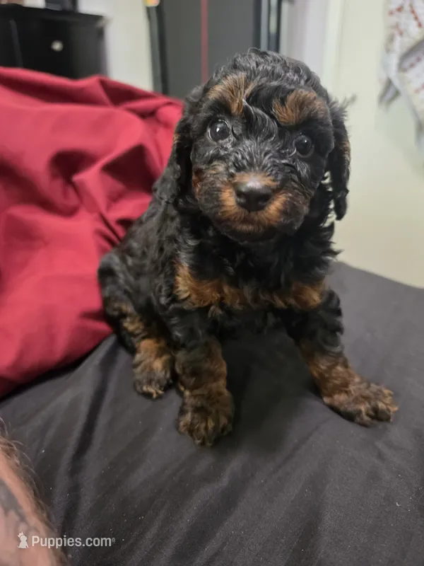 Delta – Poodle - Miniature  puppy for sale in West Palm Beach, FL